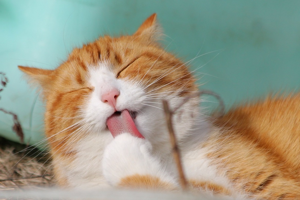 Les chats peuvent-ils manger du yaourt ?